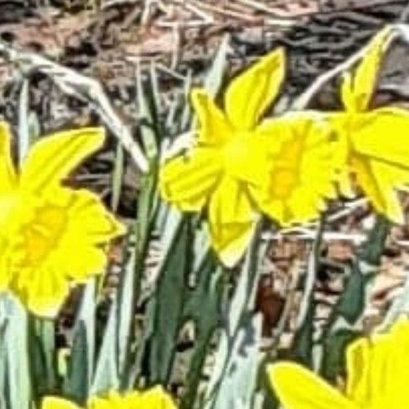 15 Beautiful heirloom daffodils - Picture 2 of 4